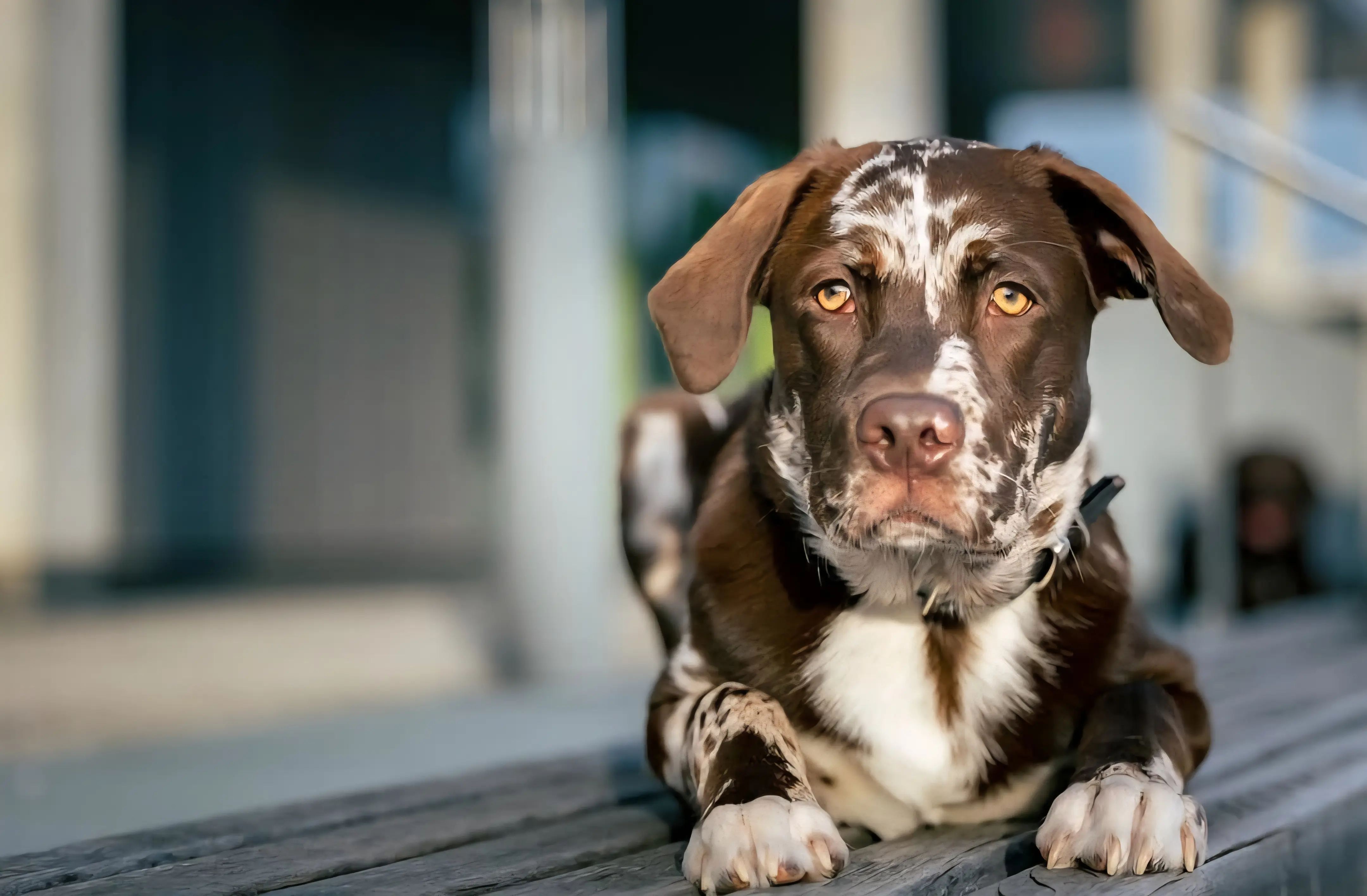 Hund - SpiritPaw Physiotherapie